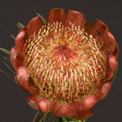 An Example Flower